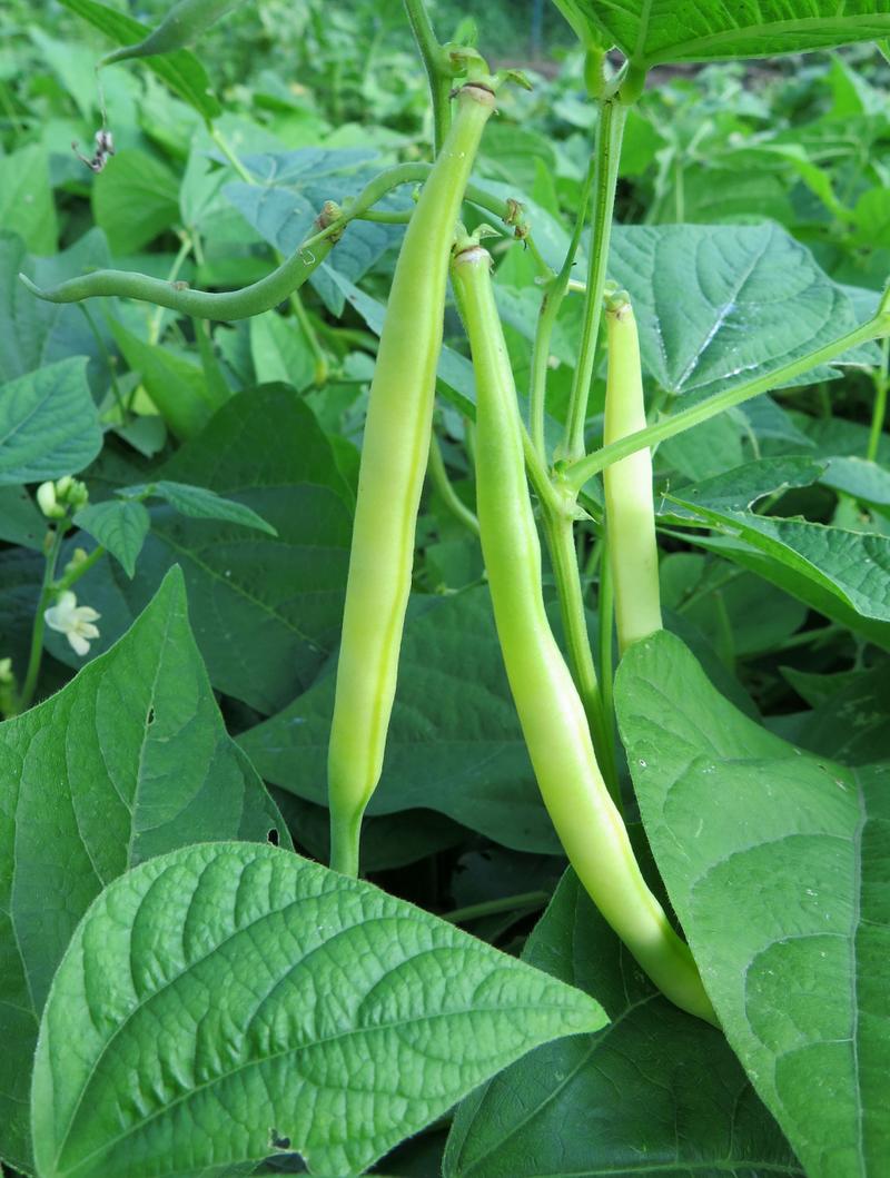 蔬菜名称大全有哪些(蔬菜大全) 蔬菜名称大全有哪些(蔬菜大全)