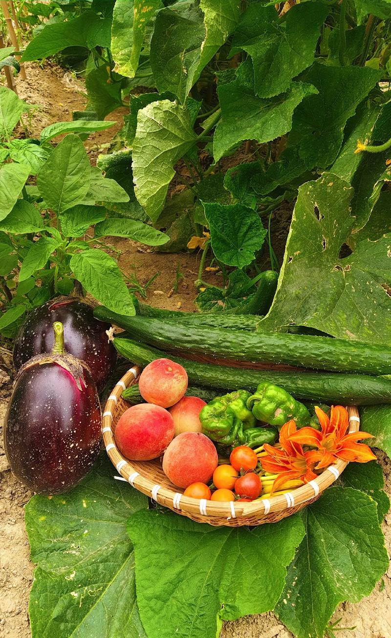 有什么蔬菜名字图片 有什么蔬菜名字图片