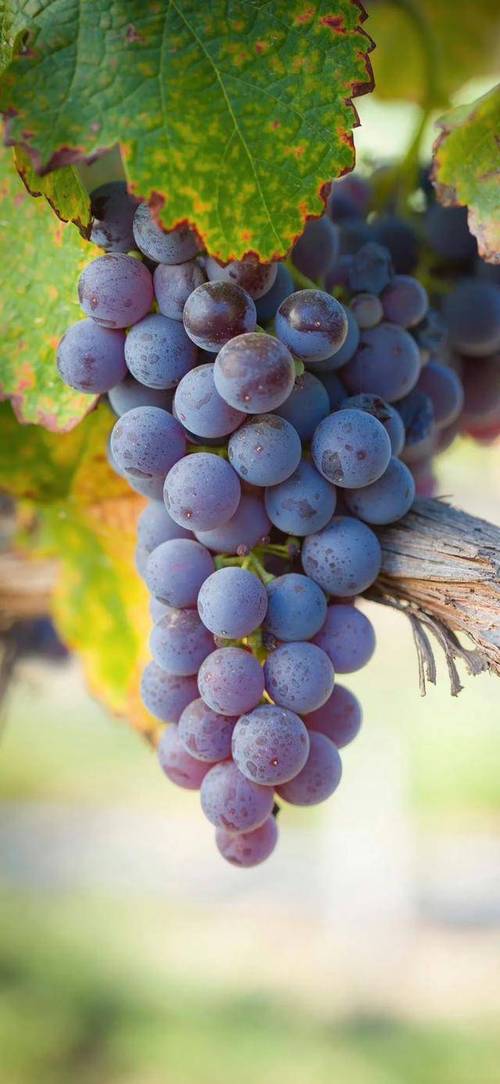 水果派官网是多少 水果派官网是多少