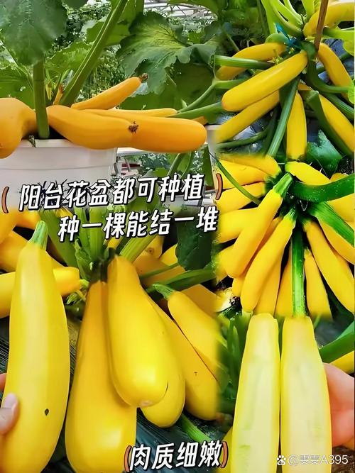 有什么蔬菜名字图片 有什么蔬菜名字图片