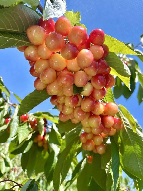 “水果派”是什么? “水果派”是什么?